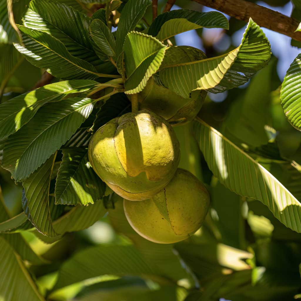 Elephant Apple and New Flavours of Tea