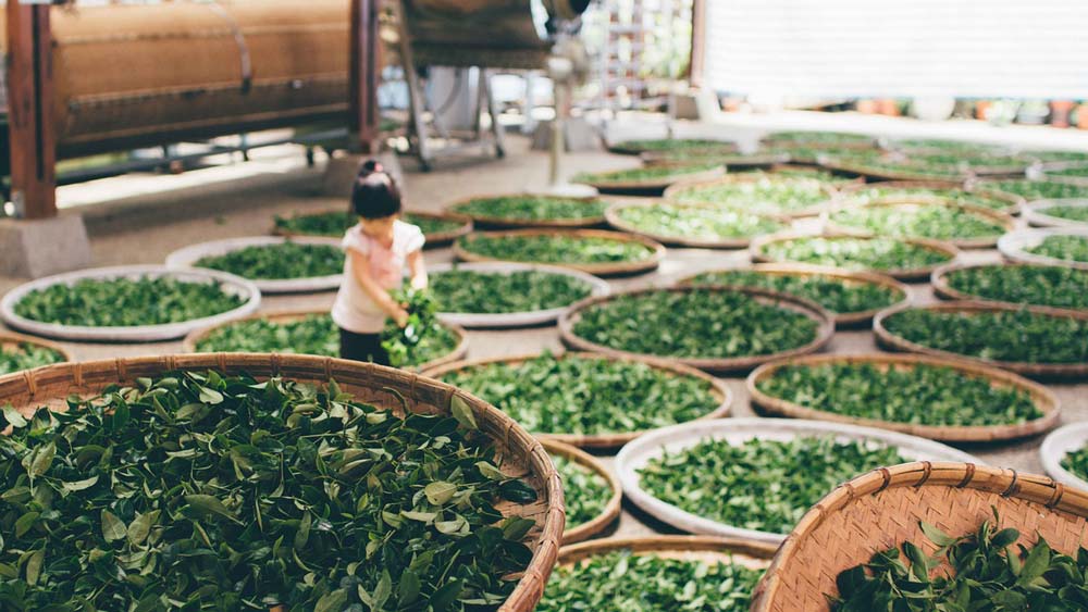 HOW ARE GREEN TEA PROCESSED