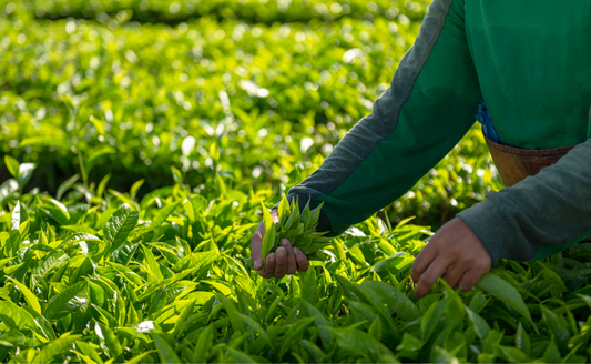 The Tea Pluckers of Assam