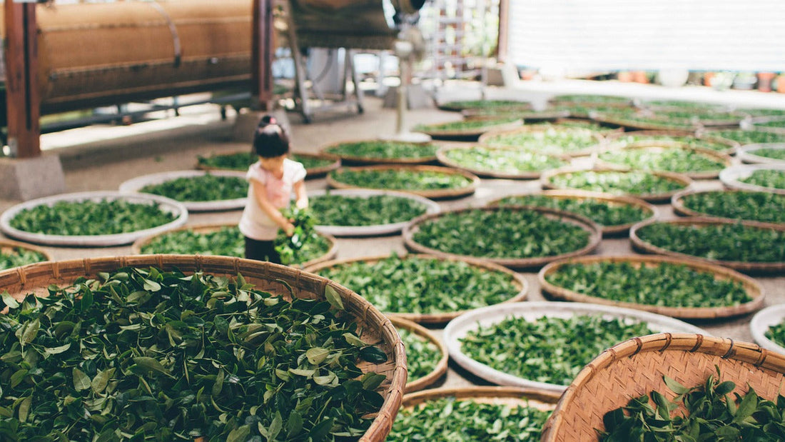 HOW ARE GREEN TEA PROCESSED?